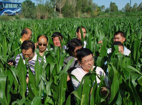 相互交流取长补短 共同学习稳步提高---千赢国际种业组织中高层管理人员赴种子企业交流观摩