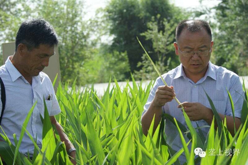 千赢国际种业种子营销分公司—通过组织黑龙江农户开展体验之旅活动进一步提升公司的社会形象